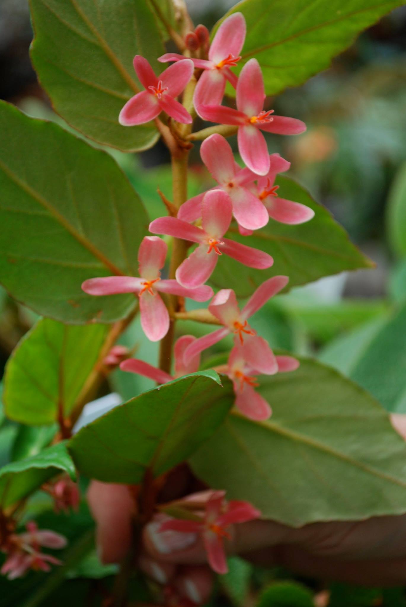 B. eminii